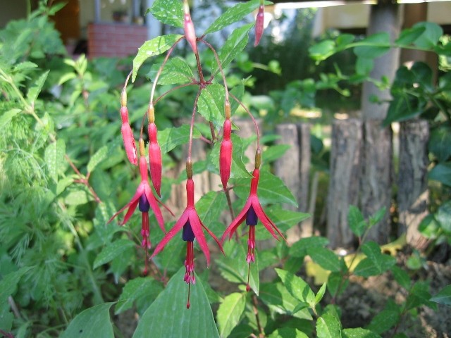 Fuchsia Magellanica
